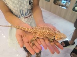 -Moni星球萌宠·小马宝莉·灵蛇·高端高阶全萌宠互动体验俱乐部(红豆国际广场店)