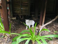 -呀路古热带植物园