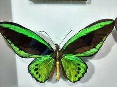 -上海昆虫博物馆