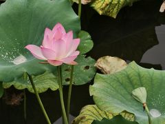 -中山市树木园