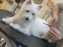 -momokira米努特·德文卷毛猫·棉花面纱犬