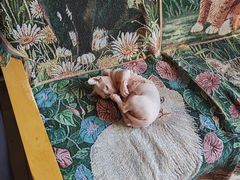 -平行世界·猫咖(首经贸店)
