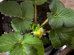 -麦当劳(东石东一路店)