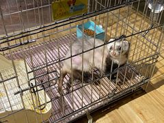 -zoonana室内动物园(东方福来德店)