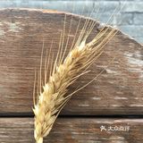 国庆扫街随拍~风响驼铃