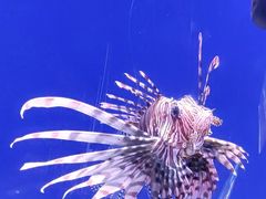 -江和美海洋公园