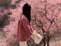 -新建村梅花