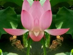 android_upload_pic-紫竹院公园冰场