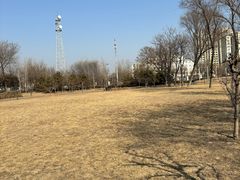 -大兴滨河森林公园