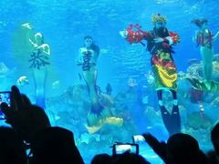 -芜湖新华联大白鲸海洋公园