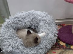 -糯米喵星人总部直营旗舰店·猫舍·幼猫出售