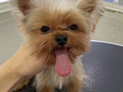 -BABYDOG宝贝狗宠物乐园(欧洲城店)