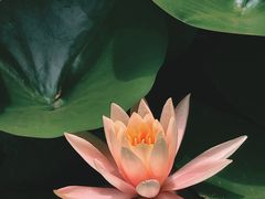 -温江公园