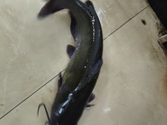 -秦巴石锅鱼(文化南路店)