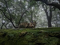 -普陀山慧济禅寺