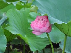 -荷塘月色湿地公园·向阳花洲