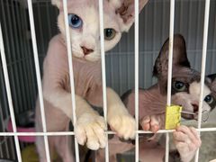 -翊宠yipet猫狗购宠庄园犬舍•猫舍