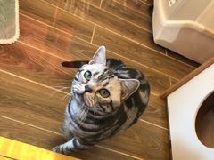 -猫大福·Fortune Cat猫舍(百子湾店)