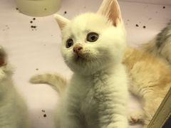 -喵的天空名猫咖啡馆·撸猫·猫舍·用品