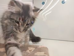 -1013 PET SHOP精品宠物商店(丁香店)