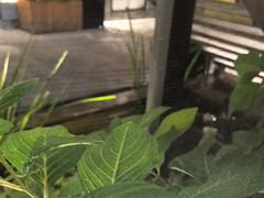 -羊门客在·烤盐池滩羊·川菜