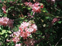 -长白岛森林公园