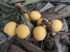 -塘栖枇杷特色园区