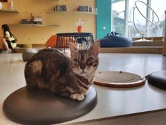 -飞行喵MR PILOT|猫舍·猫咖(静安大融城店)