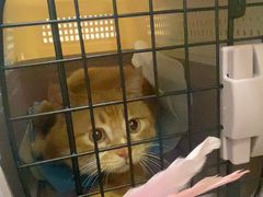 -瑞派·关忠动物医院·猫专科·犬专科(三环新城店)