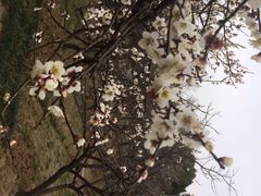 iphone_upload_pic-香雪海