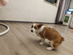 -浣熊柯尔鸭土拨鼠·电玩咖