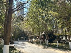 -长白岛森林公园