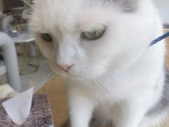 -藏猫猫咖啡主题馆(中央大道店)