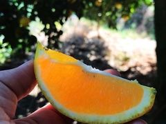 -双福水果批发市场