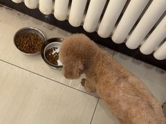 -全心全意连锁动物医院·微创中心·内科急重症·心脏专科(丰管路店)