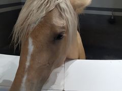 -中国马镇舞马世界主题乐园