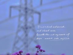 -紫颐香薰山谷景区