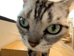 -有喵·猫咖·狗咖·30几只猫10只小狗(岗厦店)