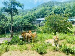 -大连森林动物园