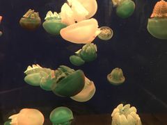 -多彩贵州城极地海洋世界