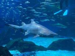 -海合安成都极地海洋公园