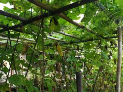 鱼翅瓜-润记农家菜