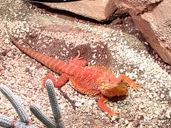 -帕帕拉兹宠物(亚洲旗舰店)