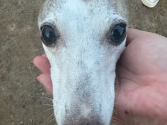 -爪吧宠物乐园 (温榆河示范区店)