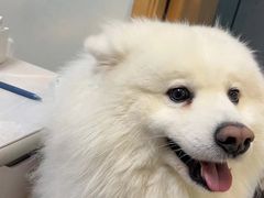 -小叮当动物医院·骨科·眼科