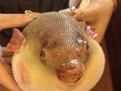 -长顺河豚馆(江洲东路)