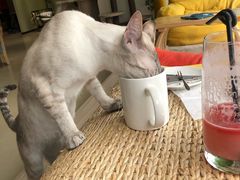 -藏猫猫咖啡主题馆(中央大道店)