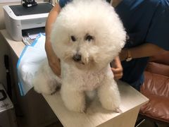 -A猫a狗全科·犬猫异宠·芥西宠物医院(南开总院)