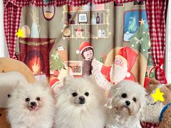 -汪说·狗咖·拼豆·宠物周边DIY(旺城大厦店)