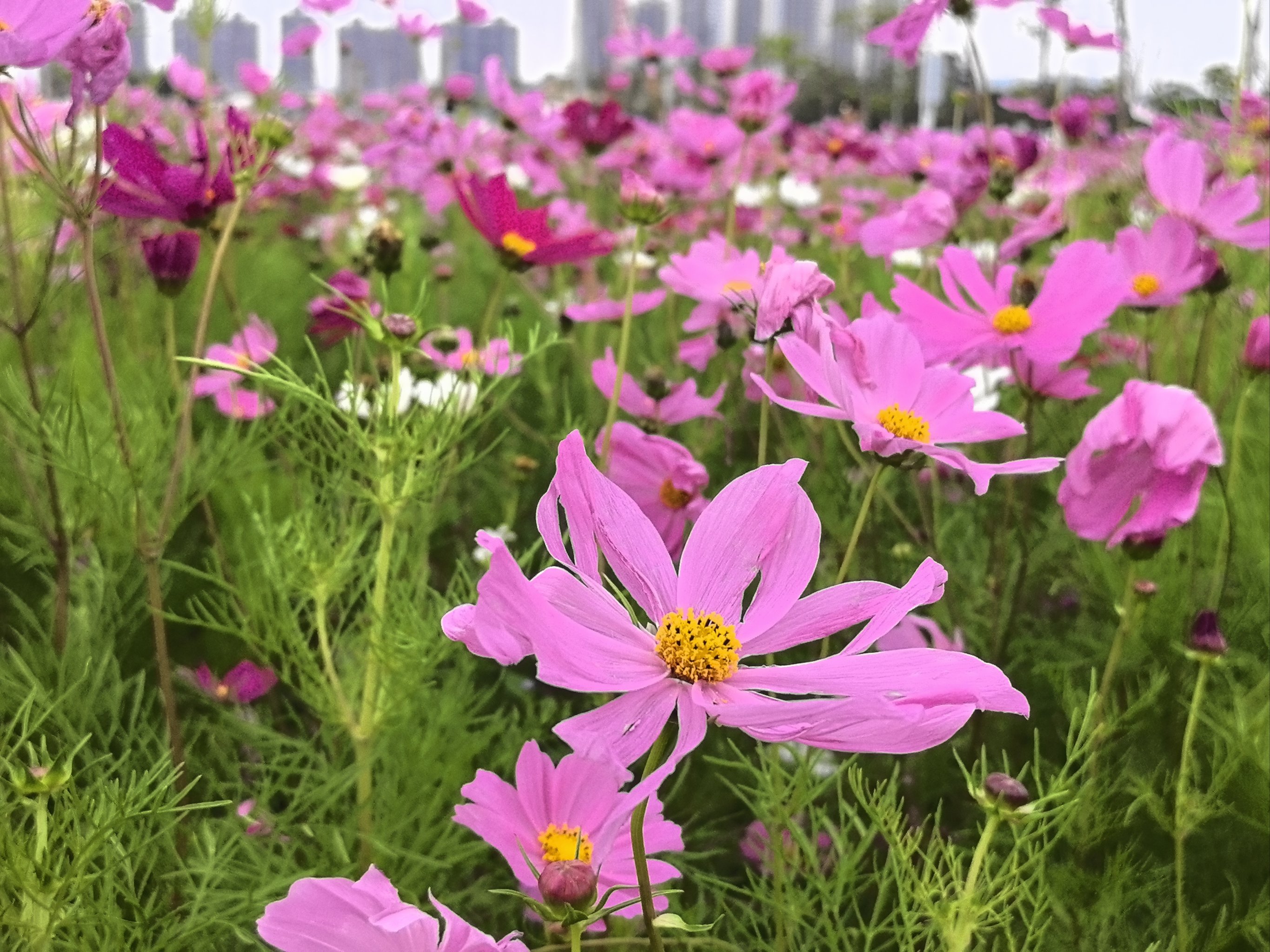 广东格桑花花期图片